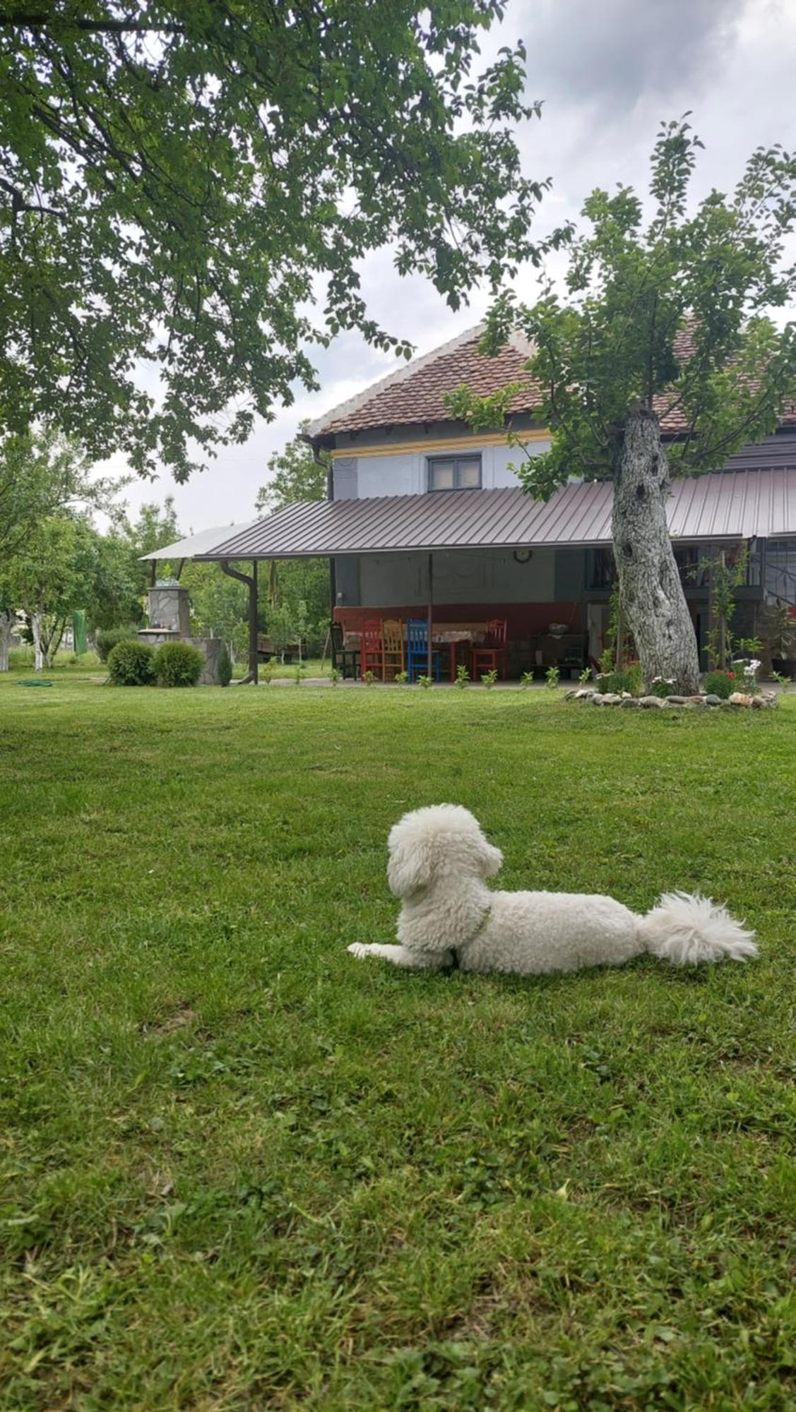 Apartmani Petkovic 226 Velika Drenova Kültér fotó